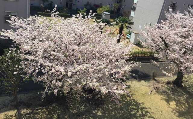 Soring cherry blossom