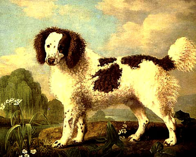 brown-and-white-norfolk-or-water-spaniel